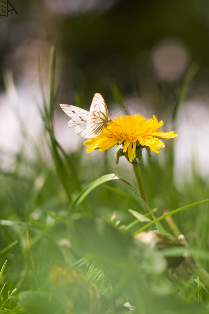 Ein sehr fotogener Schmetterling.