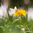 Ein sehr fotogener Schmetterling.