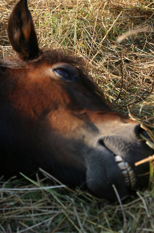 Ein Sehr Mudes Pony Foto Bild Tiere Haustiere Pferde Esel Maultiere Bilder Auf Fotocommunity