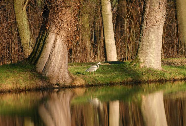 Ein sehr scheuer Gast am Teich