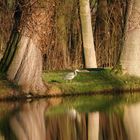 Ein sehr scheuer Gast am Teich