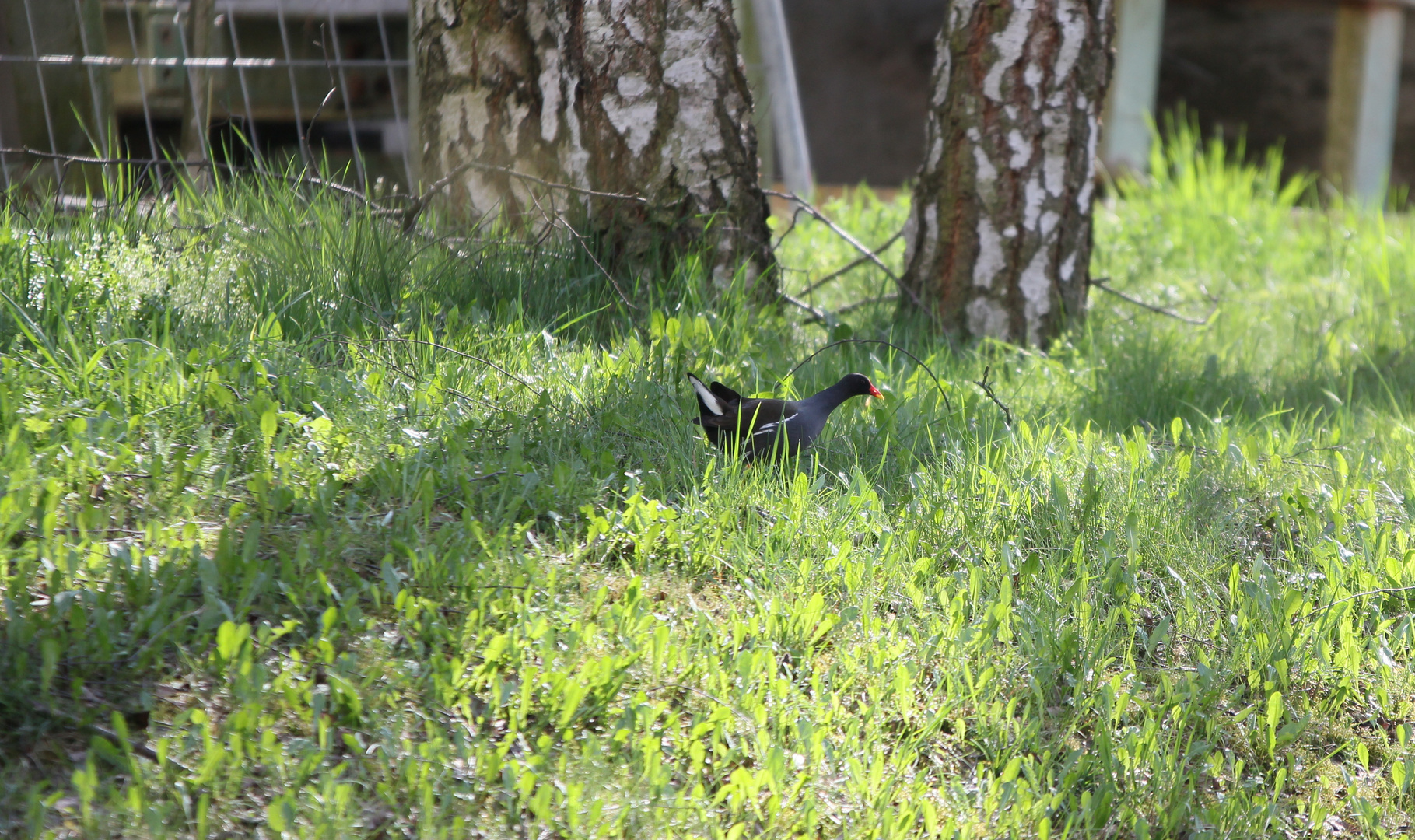 Ein sehr scheuer Vogel!