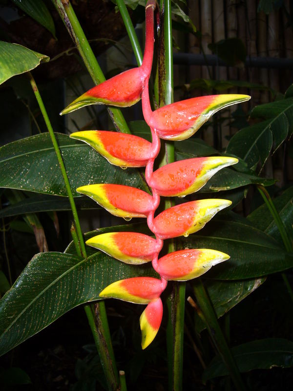 Ein sehr schöner Blütenstand von einer Helikonie (Heliconia rostrata)