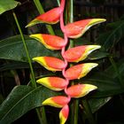 Ein sehr schöner Blütenstand von einer Helikonie (Heliconia rostrata)