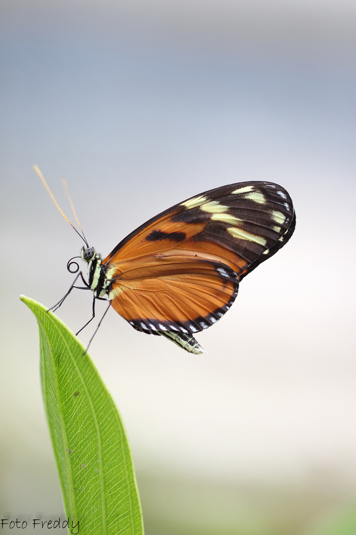 Ein sehr schöner Schmetterling