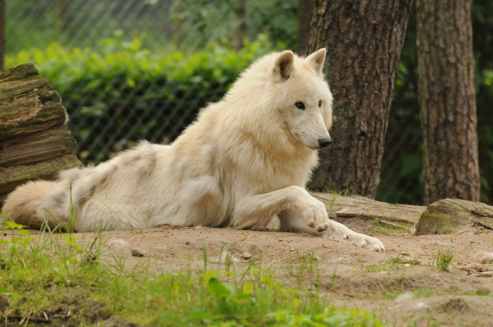 ein sehr schöner weisser Wolf