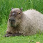 Ein sehr schönes Wasserschwein