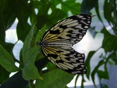 Ein sehr schon getroffener Schmetterling