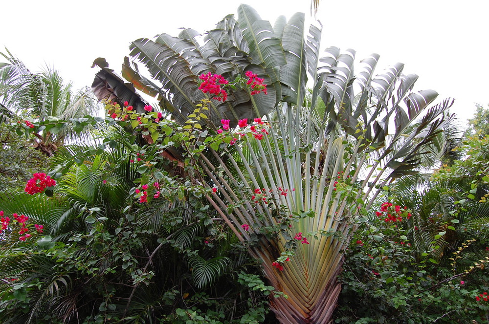 Ein sehr schone Palm in Brazil