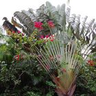 Ein sehr schone Palm in Brazil