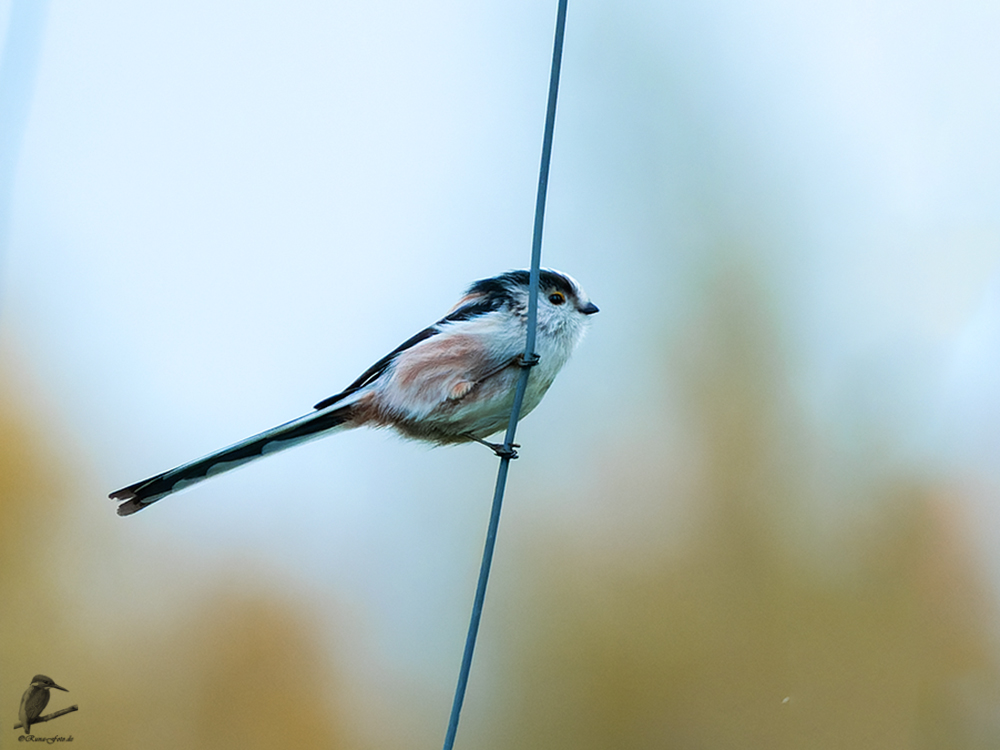 Ein sehr seltener Besuch