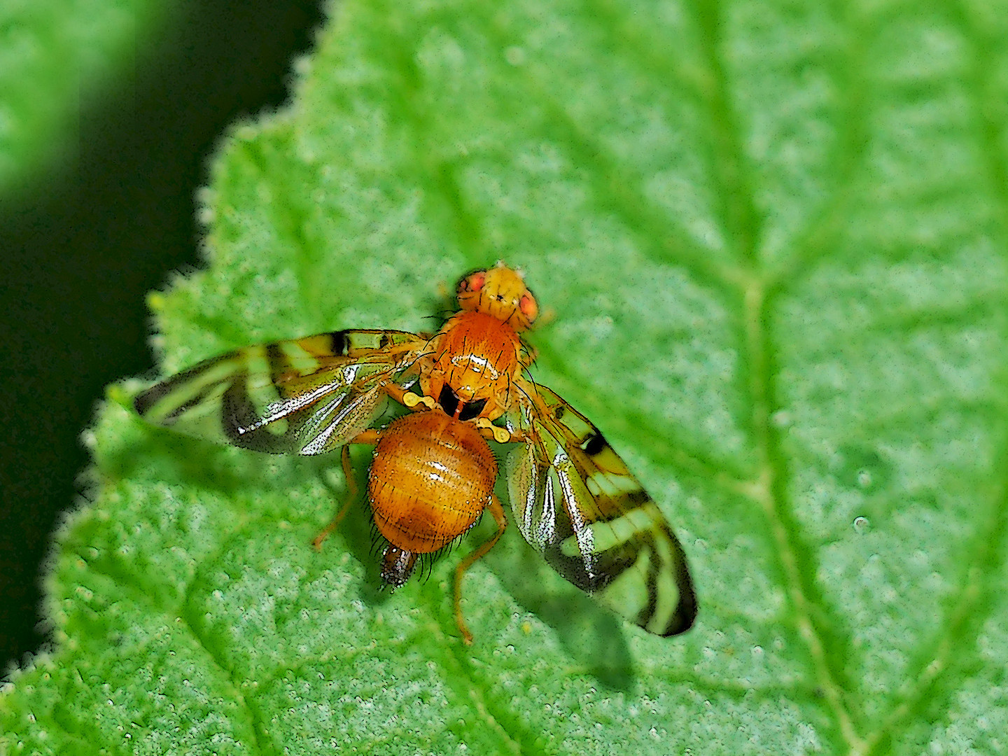 Ein sehr seltenes Fliegen-Weibchen ...