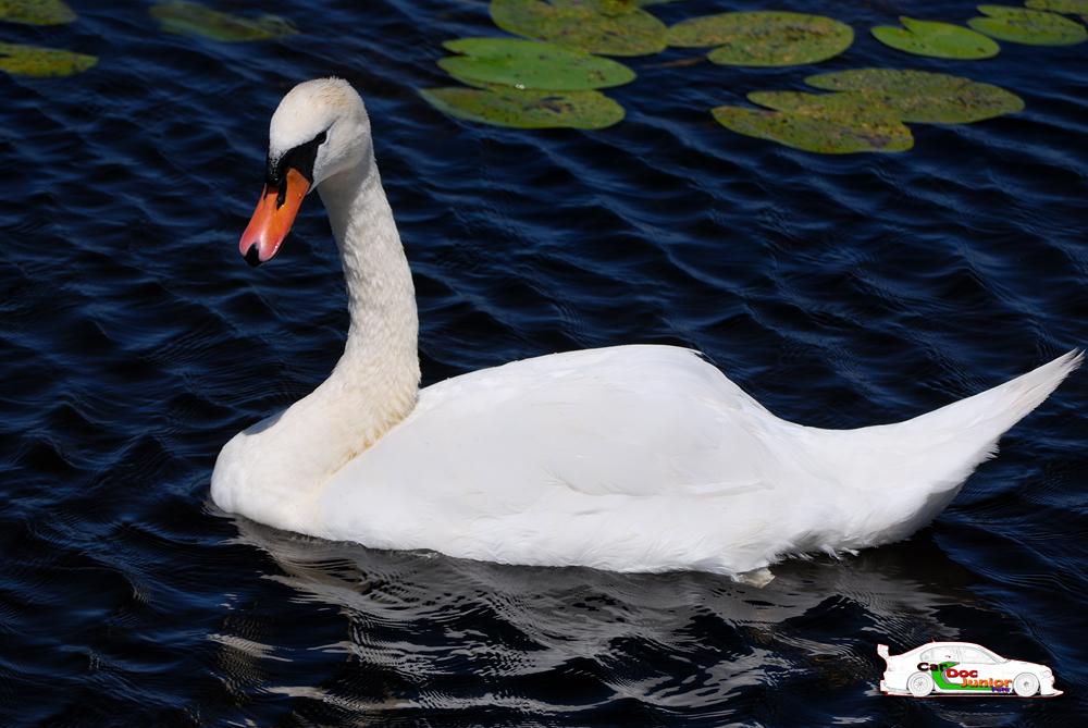 Ein sehr toller Schwan