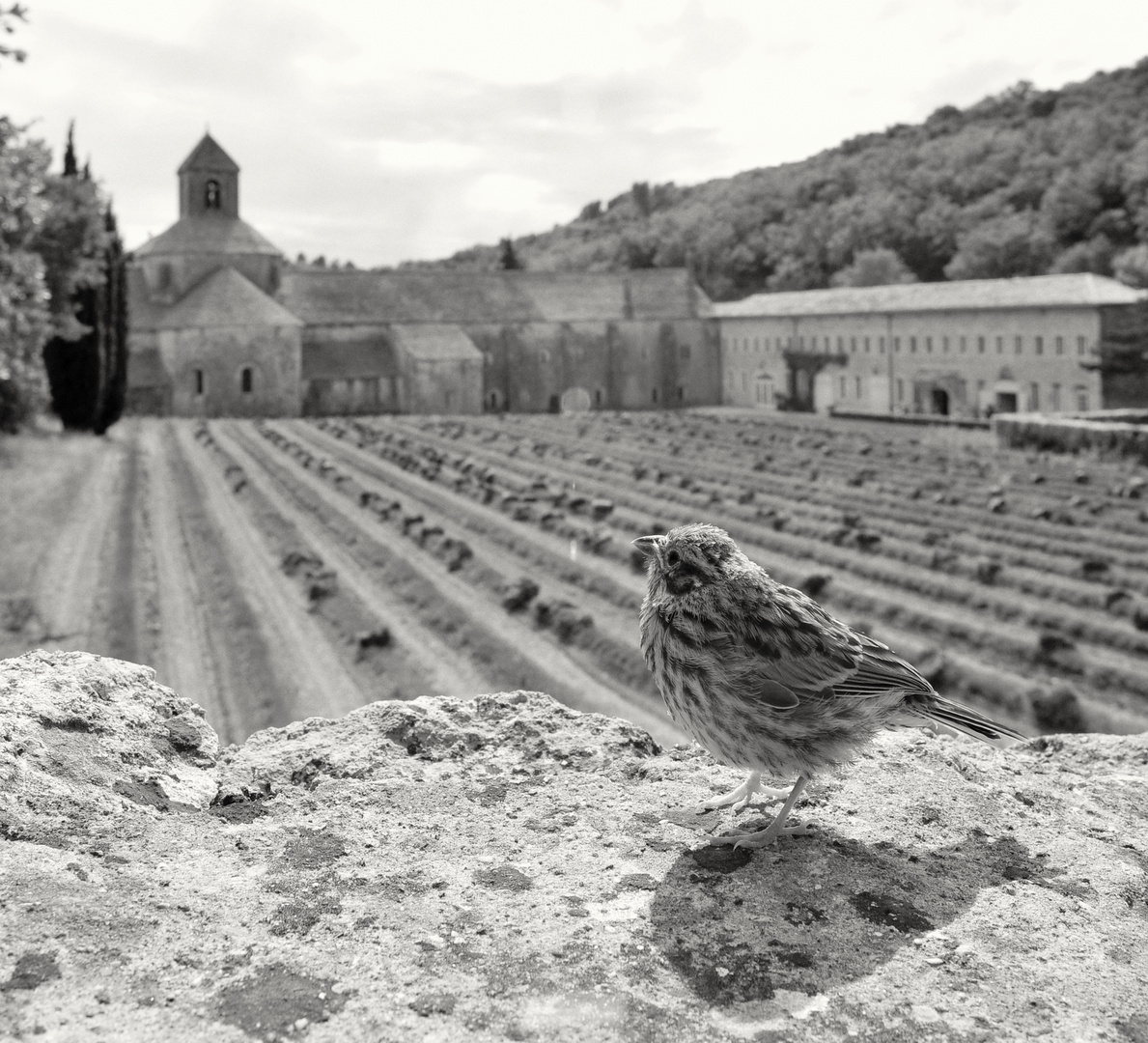 Ein sehr zahmer Zeitgenosse - Im Hintergrund Abbaye de Sénanque