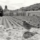 Ein sehr zahmer Zeitgenosse - Im Hintergrund Abbaye de Sénanque