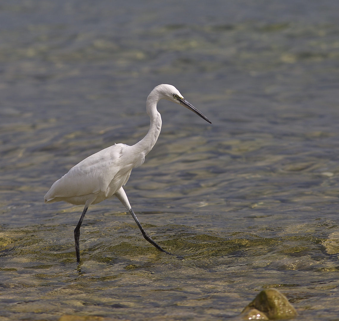 Ein Seidenreiher am Gardasee