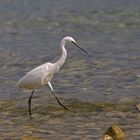 Ein Seidenreiher am Gardasee