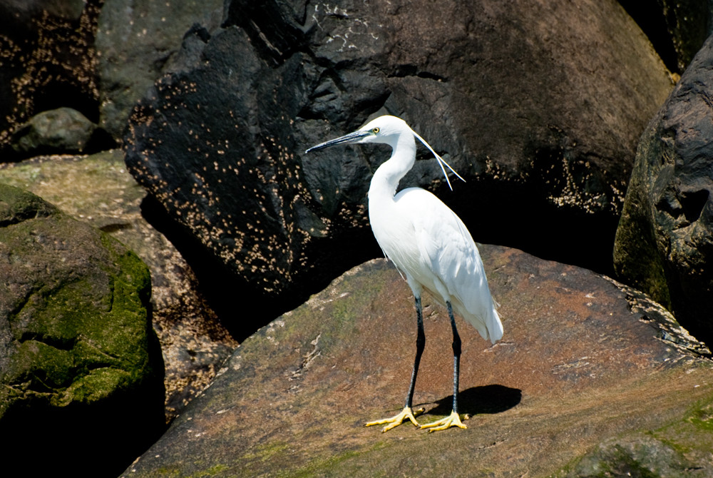 Ein Seidenreiher im Hafen von Funchal