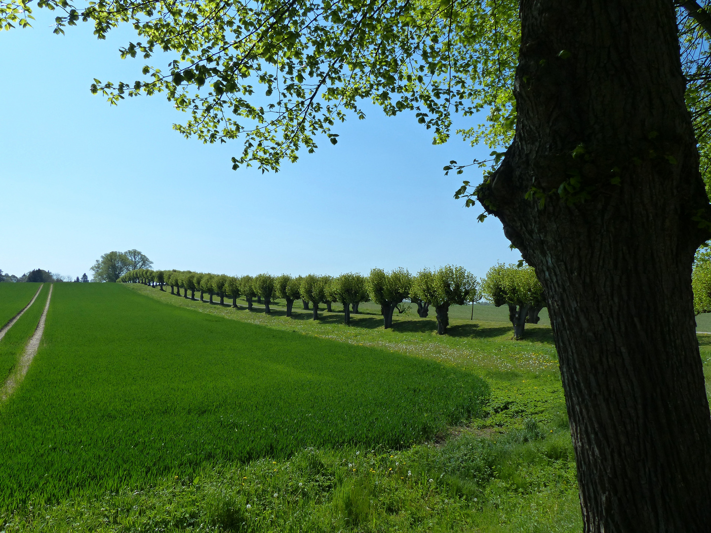 ein seitlicher Blick auf die schöne Allee