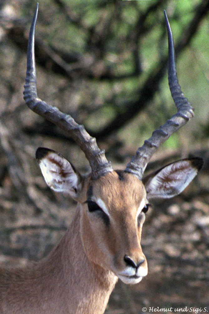 ein selbstbewusster Impala Bock