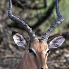 ein selbstbewusster Impala Bock