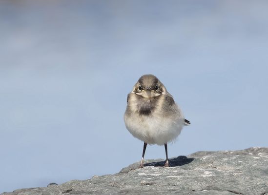 ------ ein selbstbewusstes  Bobbelsche........