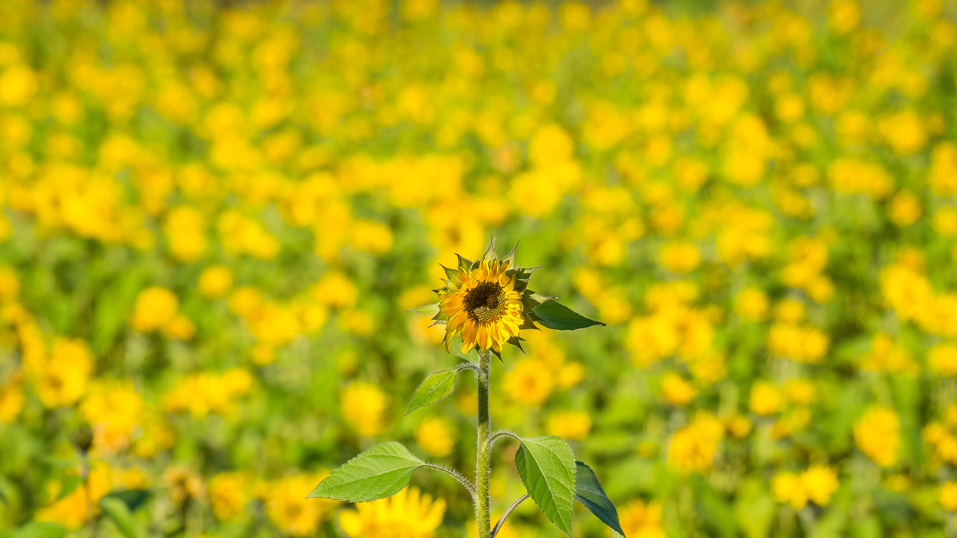 Ein Selbstdarsteller im Sonnenblumenfeld