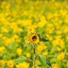 Ein Selbstdarsteller im Sonnenblumenfeld