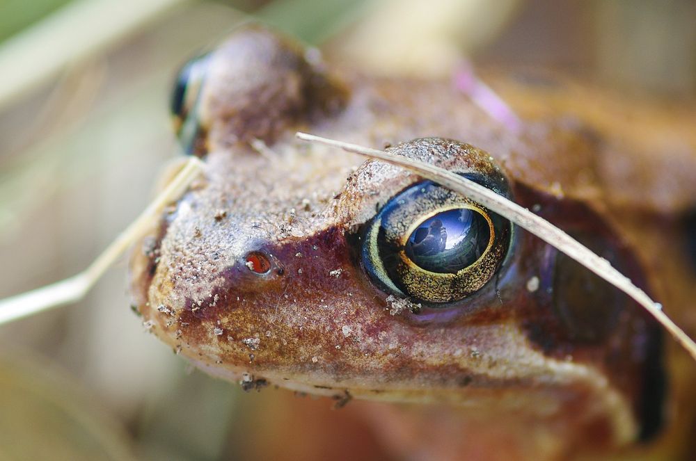 Ein Selbstportrait, das ins Auge ging