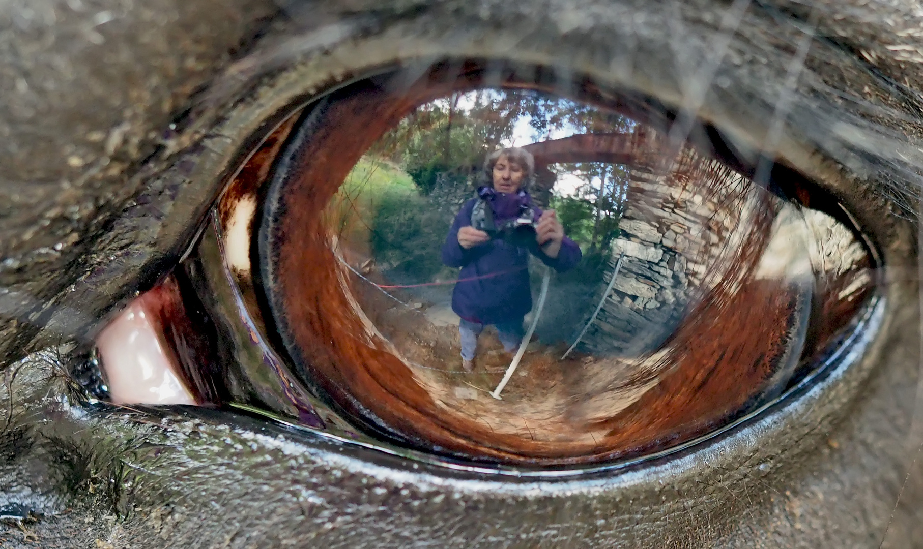 Ein Selfie im Pferdeauge! - Un selfie dans l'oeil d'un cheval! 