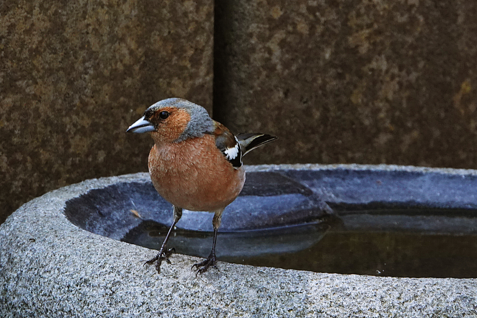 ein selten gesehener Gast am Pool