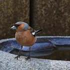 ein selten gesehener Gast am Pool