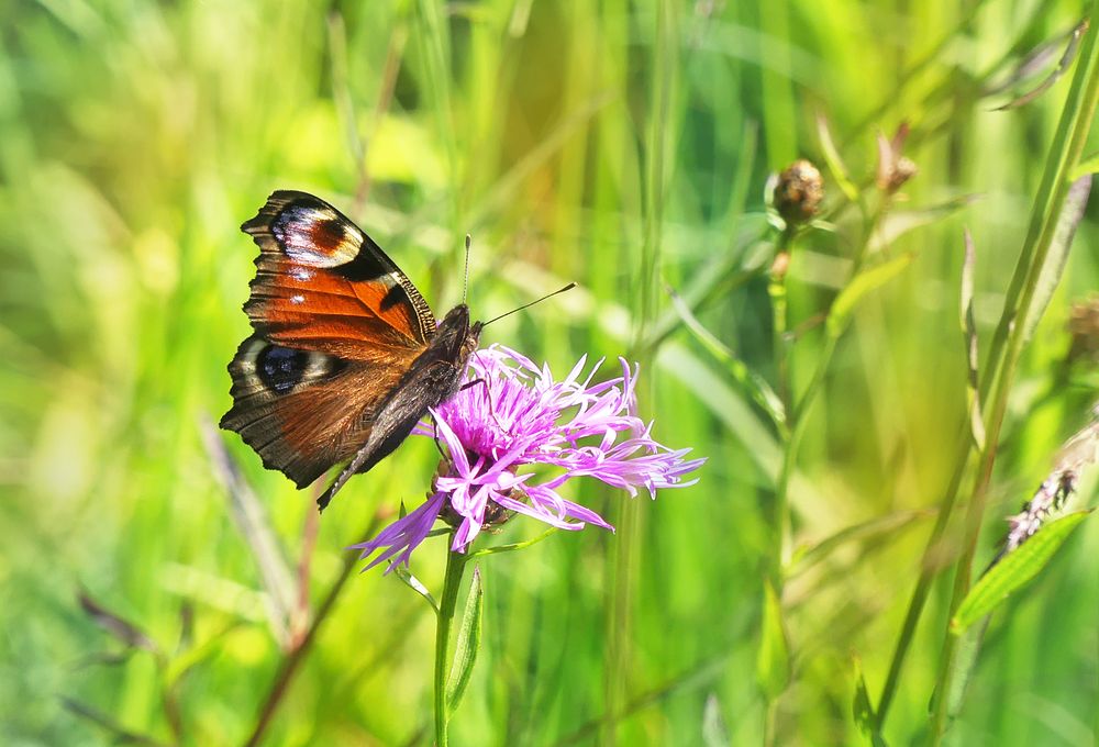 Ein selten schöner Sommertag