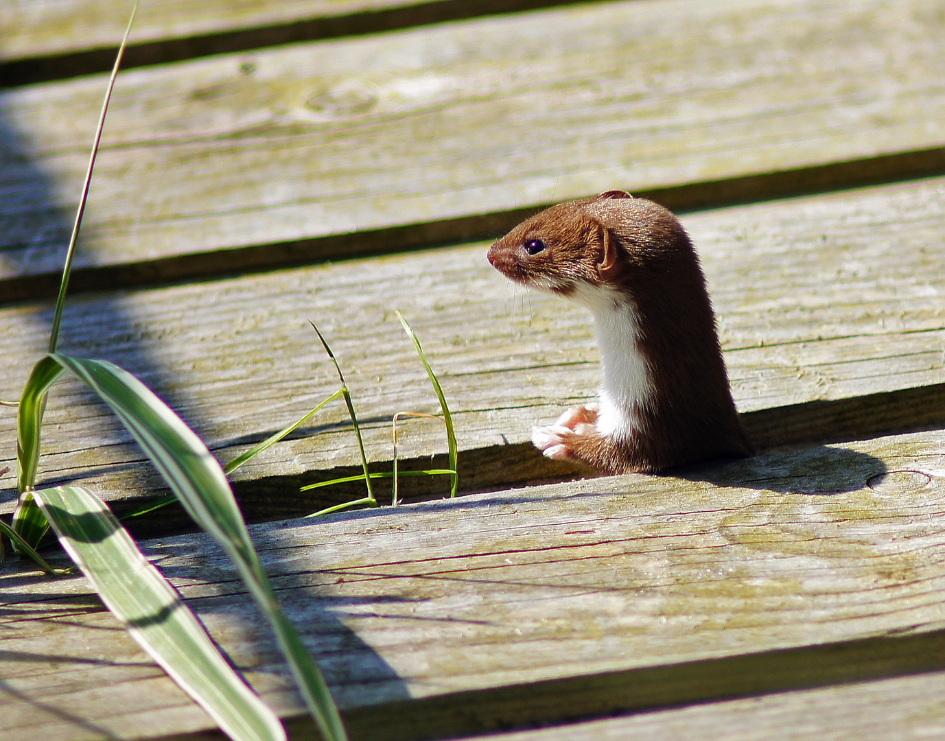 Ein seltender Gast im Garten..