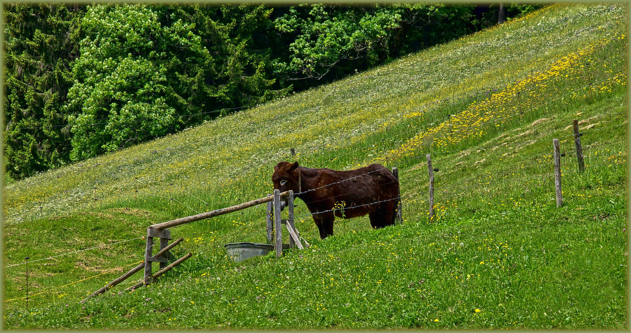 Ein seltener Almbewohner