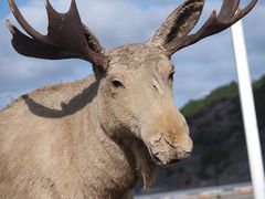 Ein seltener "alter Elch" in Norwegen P5280161