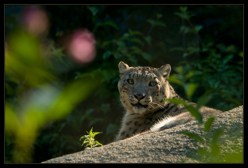 Ein Seltener Anblick