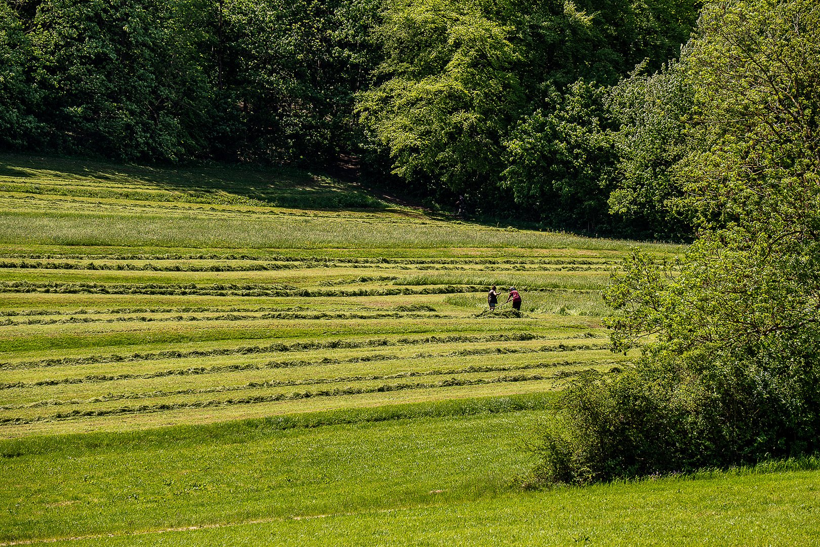 Ein seltener Anblick - Un spectacle rare