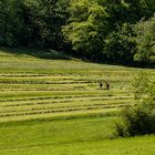 Ein seltener Anblick - Un spectacle rare