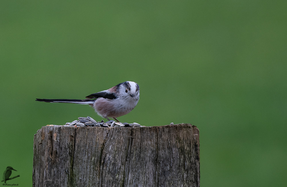 Ein seltener Besuch...