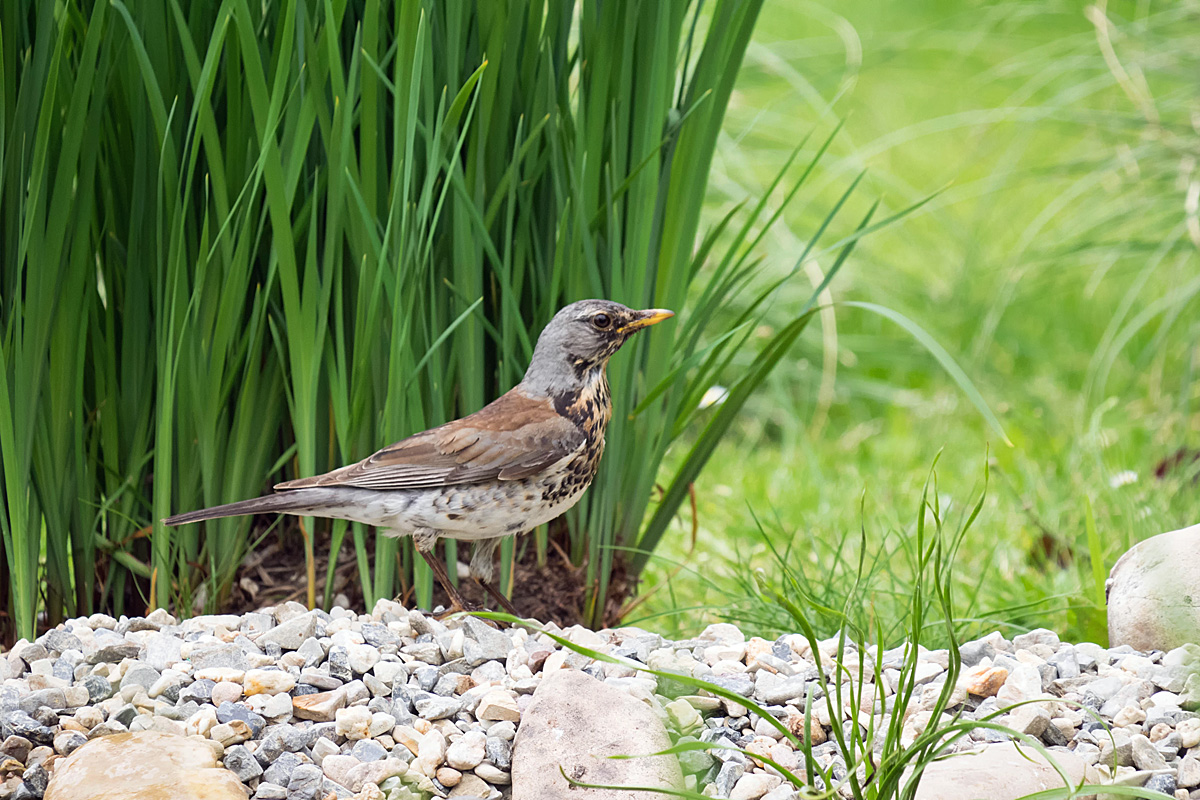 Ein seltener Besucher 