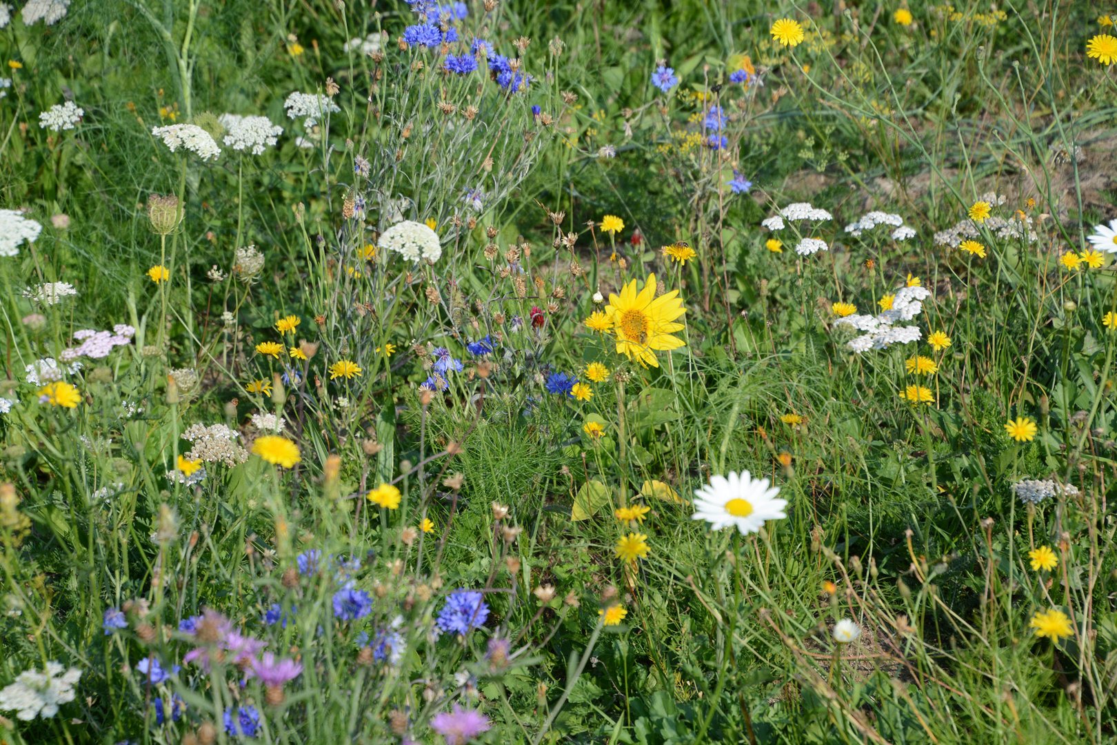 Ein seltener Fund sogar in der Eifel: Ein blühende Wiese