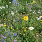 Ein seltener Fund sogar in der Eifel: Ein blühende Wiese