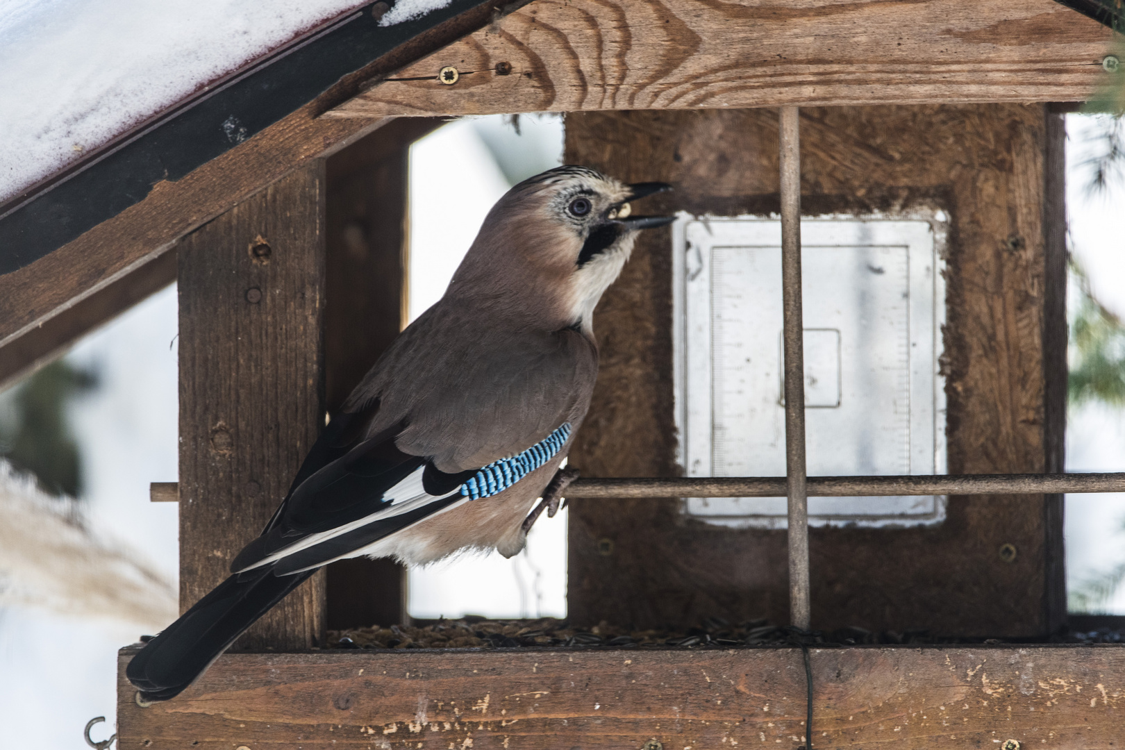 Ein seltener Gast am Futterhaus