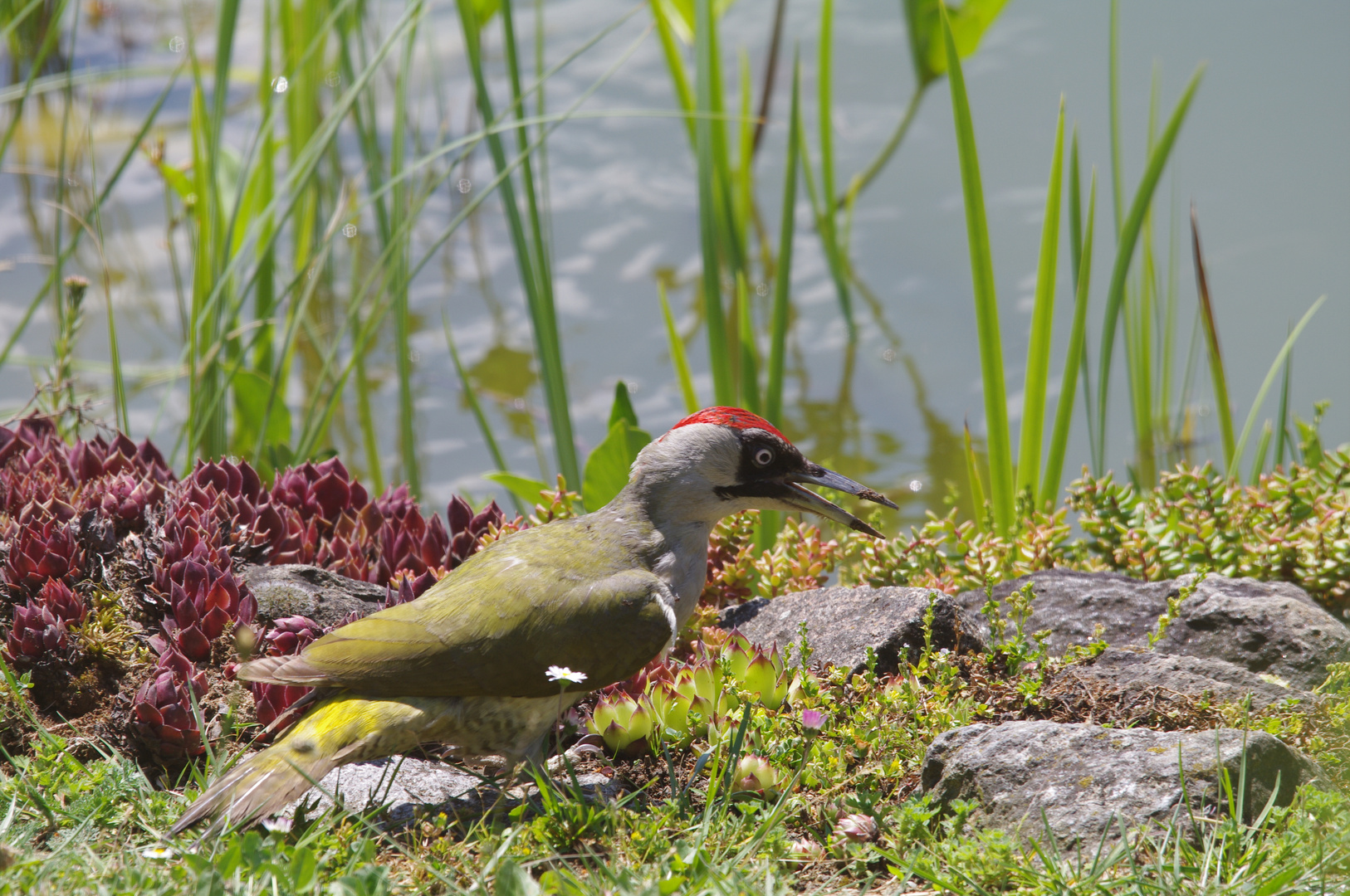 Ein seltener Gast an meinem Gartenteich! Der Grünspecht