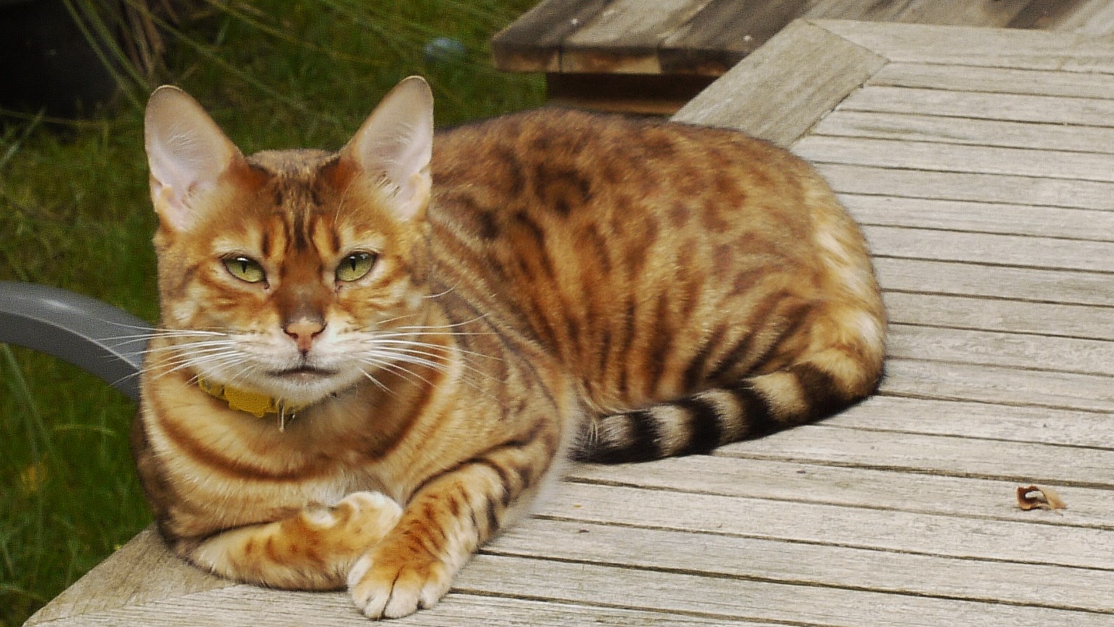 Ein seltener Gast auf dem Gartentisch - Ruhepause am Sonntag Mittag (Leoprint-Cat)