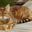 Ein seltener Gast auf dem Gartentisch - Ruhepause am Sonntag Mittag (Leoprint-Cat)