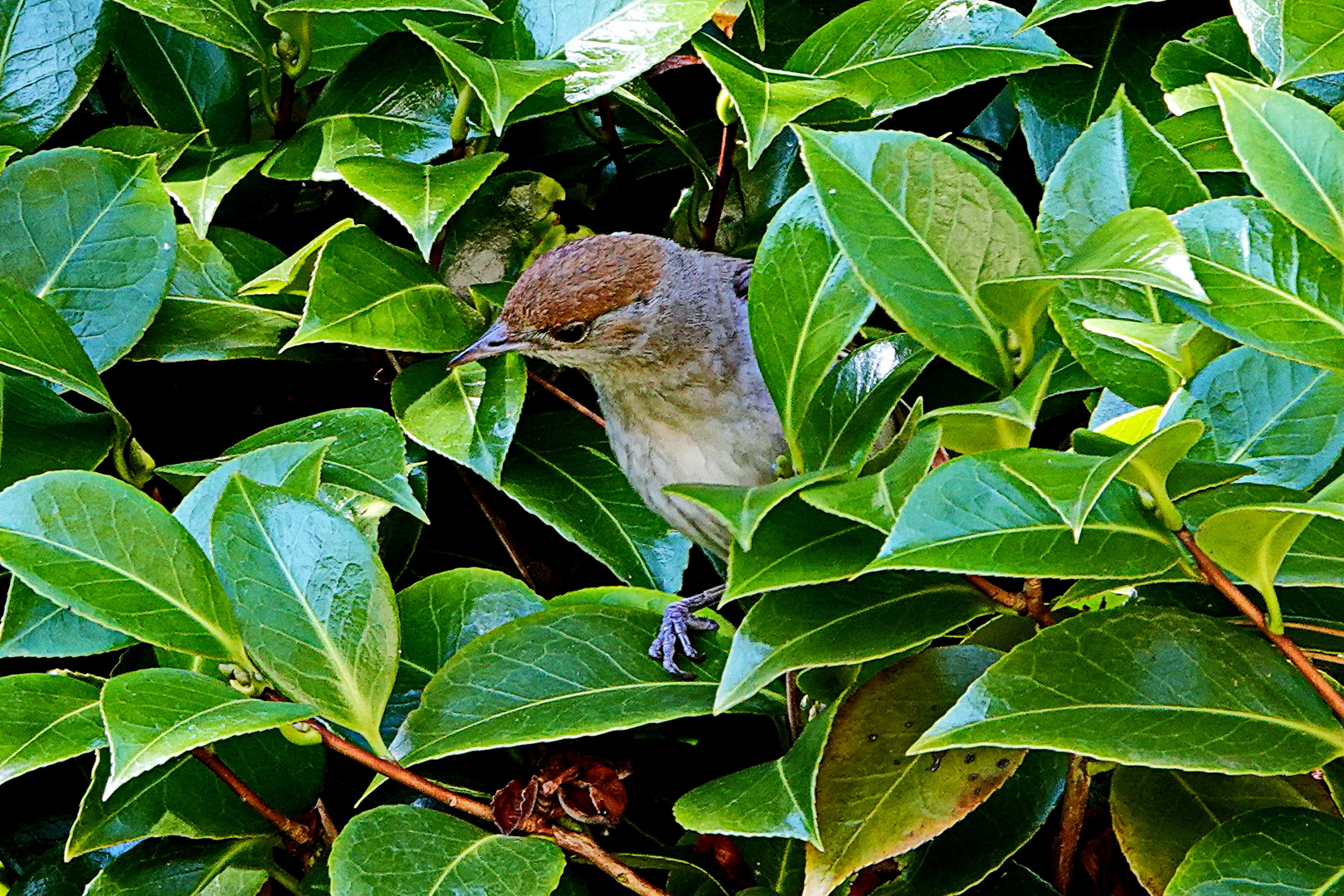 ein seltener Gast bei uns im Garten