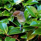 ein seltener Gast bei uns im Garten