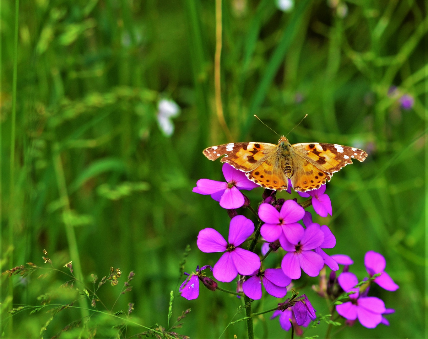 ein seltener Gast im Garten.....